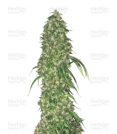 S.A.G.E. — T.H. Seeds