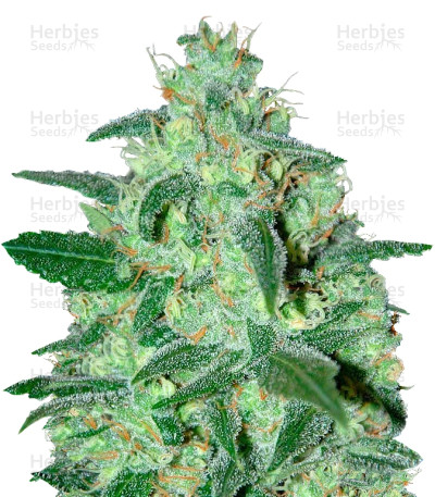 Thunder Bloody Mary Auto