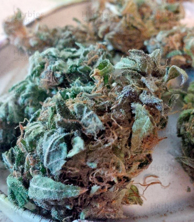 Auto Purple — Pyramid Seeds