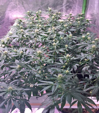 Blackberry — Nirvana Seeds