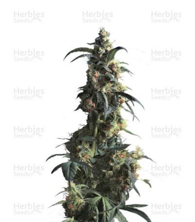 Domina Haze
