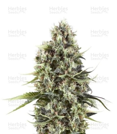 Chocolate Haze — Royal Queen Seeds