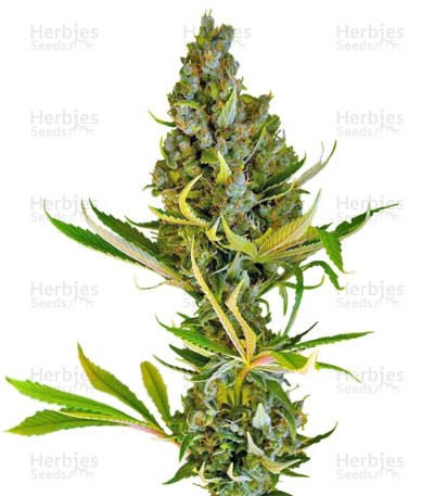 Sweet Cheese