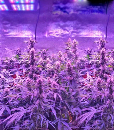 Spinning Buzz Kick Auto — Dr Krippling Seeds