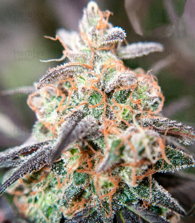 Buy Passion Fruit feminized seeds by Dutch Passion - Herbies