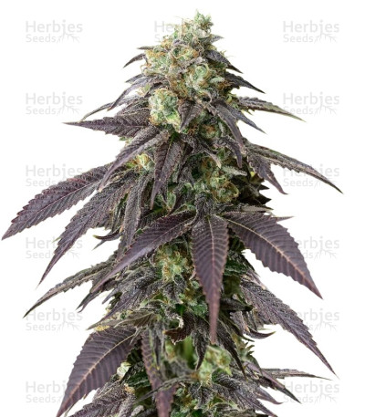 707 Headband