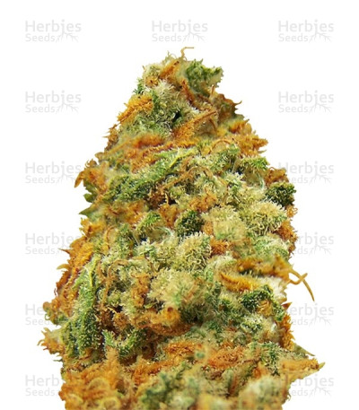 Indian Kush — VIP Seeds