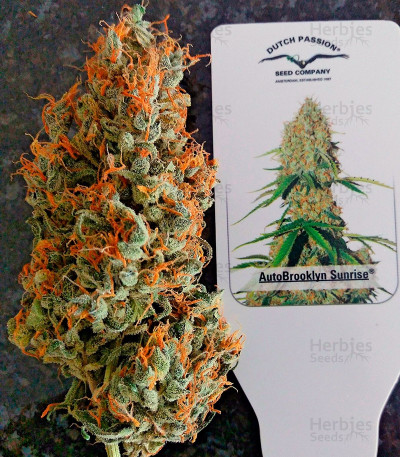 Auto Brooklyn Sunrise — Dutch Passion
