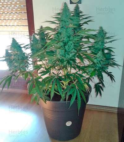 Blue Mammoth Auto fem — Barney's Farm
