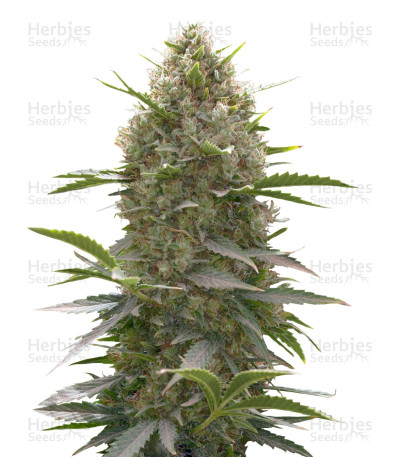 Amnesia Kush