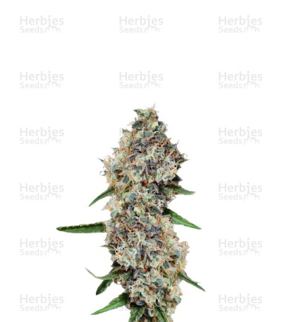 Critical + 2.0 Autoflowering — Dinafem Seeds