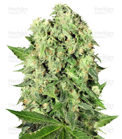 Dutch Cheese