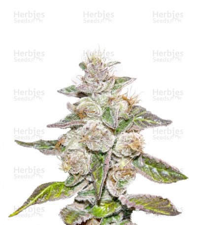 Mendocino Purple Kush