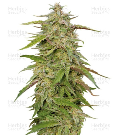 Purple Trainwreck