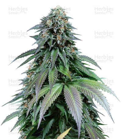 Purple Moby Dick — Dinafem Seeds