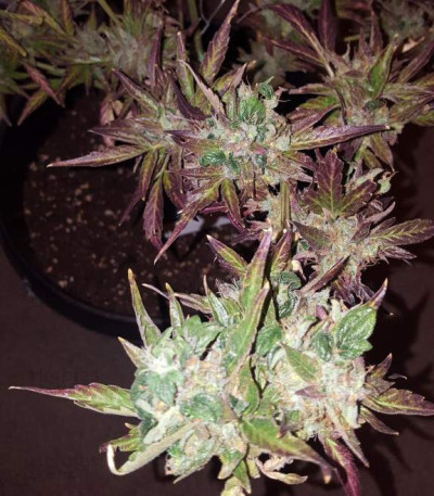Blueberry Bliss Auto — Vision Seeds