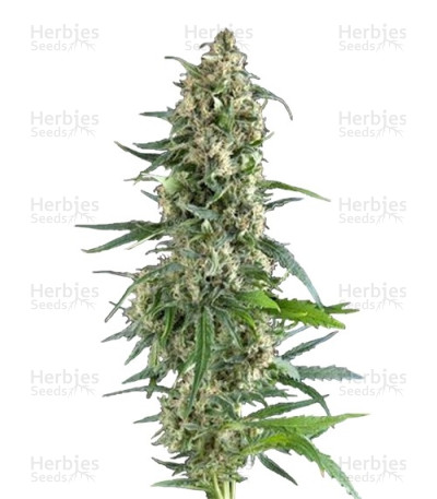 Amnesia Gold — Pyramid Seeds