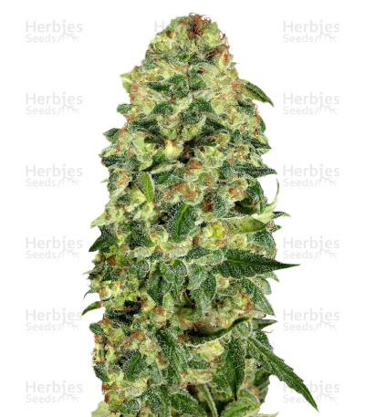 California Kush Auto