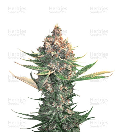 Dawg Star Kush