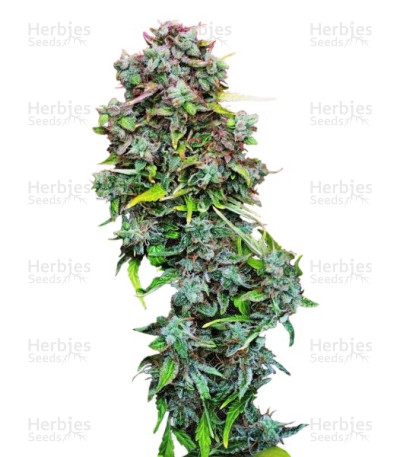 S.A.D. Sweet Afgani Delicious Auto