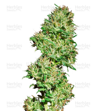 Utopia Haze — Barney's Farm