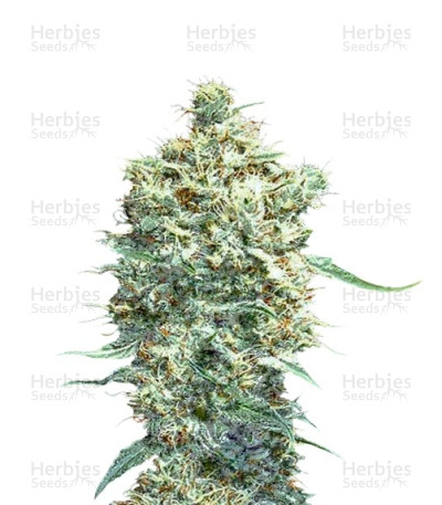 Auto Afghani — VIP Seeds