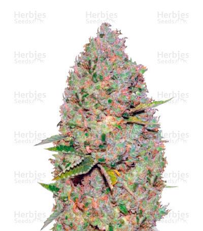 Auto Critical — Victory Seeds