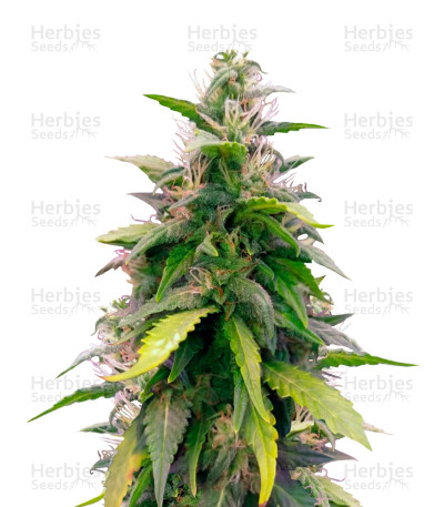 Original Berry Auto