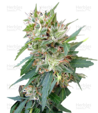 Buddha Deimos Auto