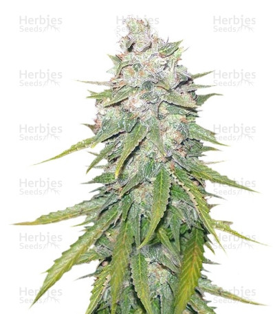 Mazar X Great White Shark