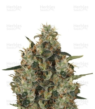 Medical Mass CBD