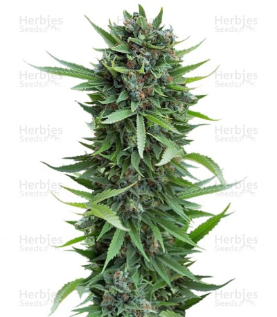 Sour Diesel Auto