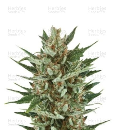 Speedy Chile — Royal Queen Seeds