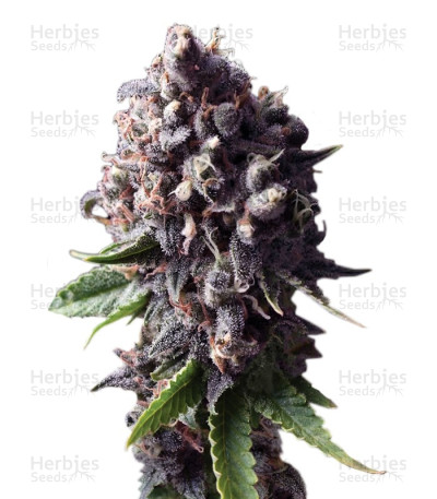 Purple Auto