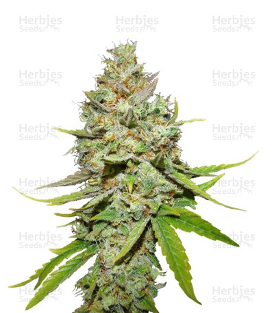 Blue Hash