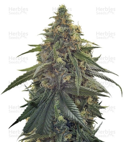 Desert Diesel