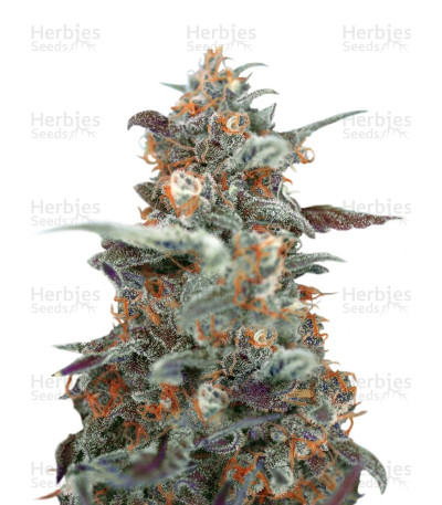 Devil Cream Auto