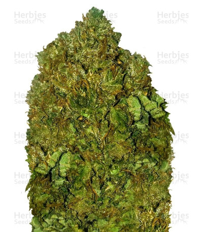 Money Bush