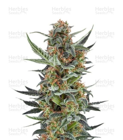 Royal Dwarf Auto