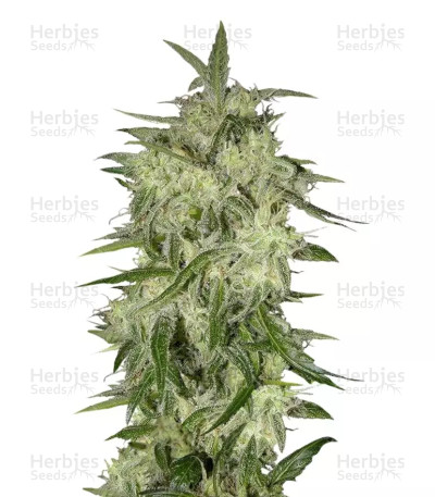 Lemon OG Haze Auto — Nirvana Seeds