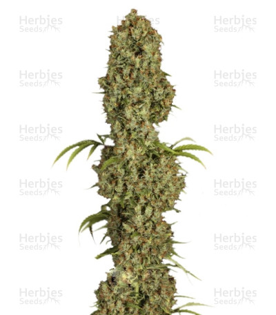 Jorge’s Diamonds #1 — Dutch Passion