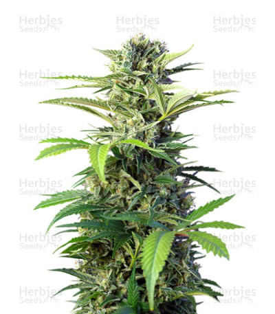 Chem Beyond Diesel CBD