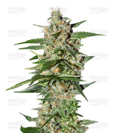 Damnesia Autoflowering — Strain Hunters