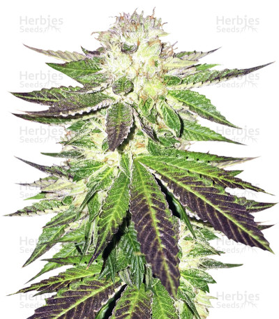 Remo Chemo