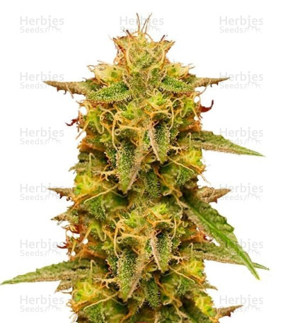 Royal Domina — Royal Queen Seeds