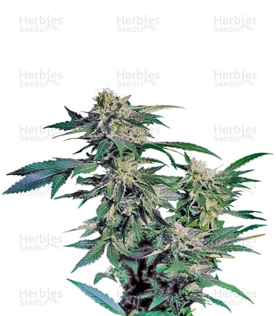 Skunk Kush — Sensi Seeds