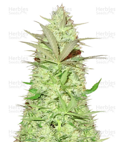 Ultimate AK — Sumo Seeds