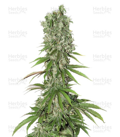 White Strawberry Skunk