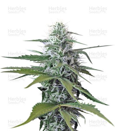 Blue Mystic