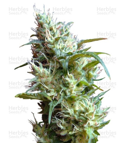Flash Back #2 — Sweet Seeds